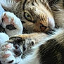animal, cat, close_up, cozy, cute, eye, feline, fur, indoor, mammal, paw, paw_pads, pet, relaxed, resting, sleepy, soft, tabby, tabby_cat, whiskers
