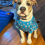 Bentley joined the competition — help win amazing prizes! dog, blue_shirt, wooden_floor, indoor, foot, painted_toenails, furniture, chair, table, blanket, pet, animal, cute, looking_up, sitting, domestic, casual, home, flooring, patterned_clothing