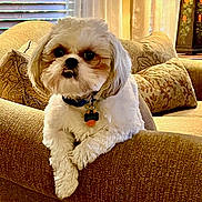 Cooper joined the competition — help win amazing prizes! dog, fluffy, couch, pillows, indoor, pet, cute, relaxed, furniture, living_room, collar, tag, window_blinds, texture, light, cozy, small_dog, fur, home, resting