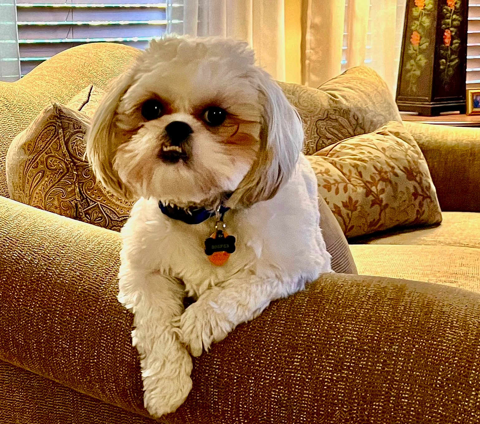 Cooper joined the competition — help win amazing prizes! dog, fluffy, couch, pillows, indoor, pet, cute, relaxed, furniture, living_room, collar, tag, window_blinds, texture, light, cozy, small_dog, fur, home, resting