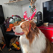 Teddy participe au concours pour gagner de l'argent avec cette photo : dog, antlers, holiday, christmas, indoor, furniture, decorations, fluffy, brown, white, pet, toy, television, shelf, plant, cozy, smiling, floor, living_room, festive