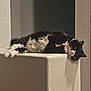 cat, black_and_white, fluffy, lounging, relaxed, indoor, ledge, texture, light_and_shadow, resting, cute, pet, animal, feline, whiskers, ears, paw, sleepy, cozy, calm