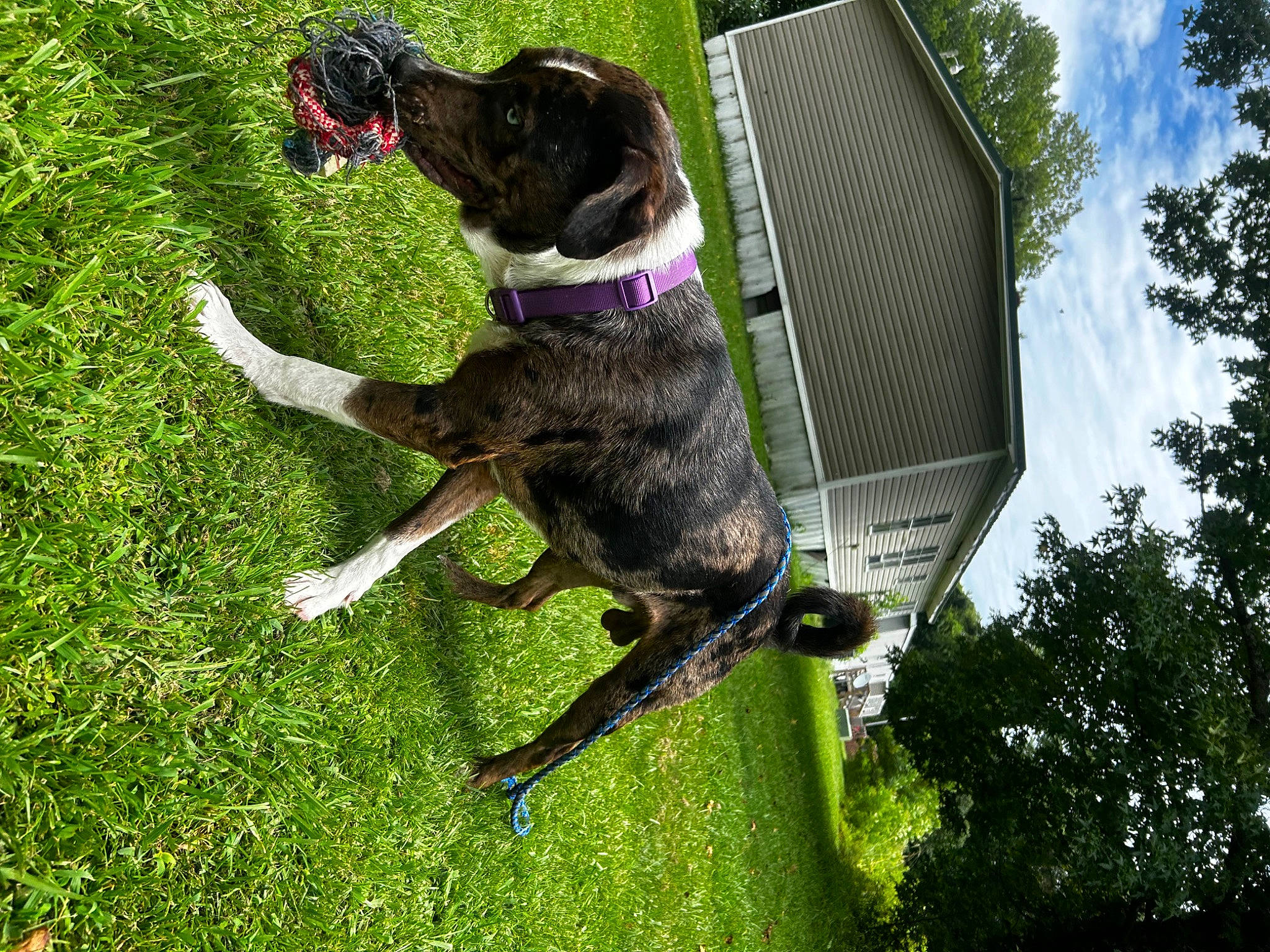 Leo joined the competition — help win amazing prizes! canidae, carnivore, cloud, collar, companion_dog, dog, dog_breed, dog_collar, dog_supply, fawn, grass, guard_dog, leash, pet_supply, plant, sky, tail, tree, working_animal, working_dog