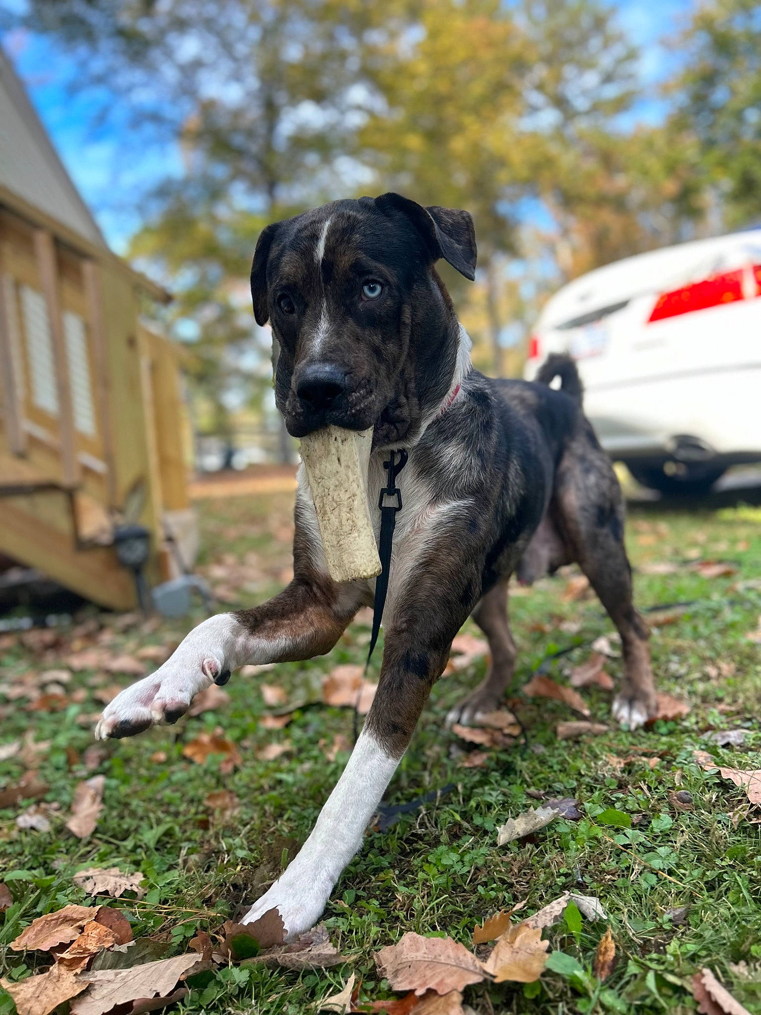 Leo joined the competition — help win amazing prizes! car, carnivore, companion_dog, dog, dog_breed, grass, guard_dog, hunting_dog, non_sporting_group, plant, sky, soil, sporting_group, tail, tire, tree, vehicle, wheel, working_animal, working_dog