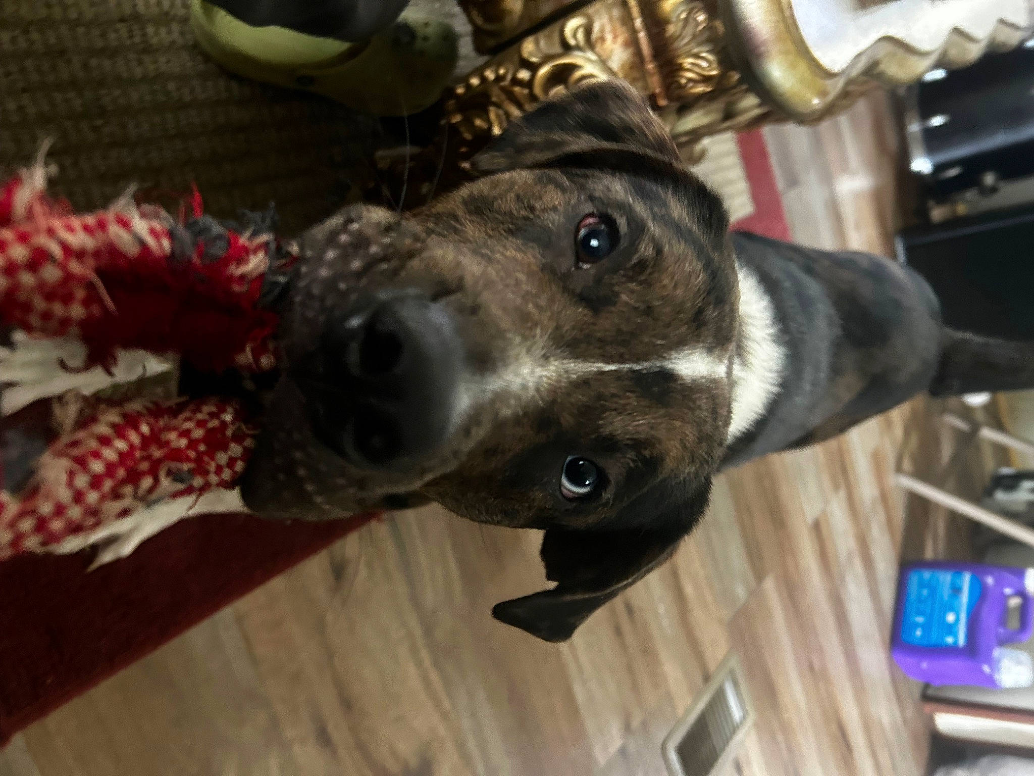 Leo joined the competition — help win amazing prizes! canidae, carnivore, collar, companion_dog, dog, dog_breed, dog_collar, ear, fashion_accessory, fawn, fur, hardwood, metal, personal_protective_equipment, selfie, snout, sporting_group, whiskers, wood, working_animal