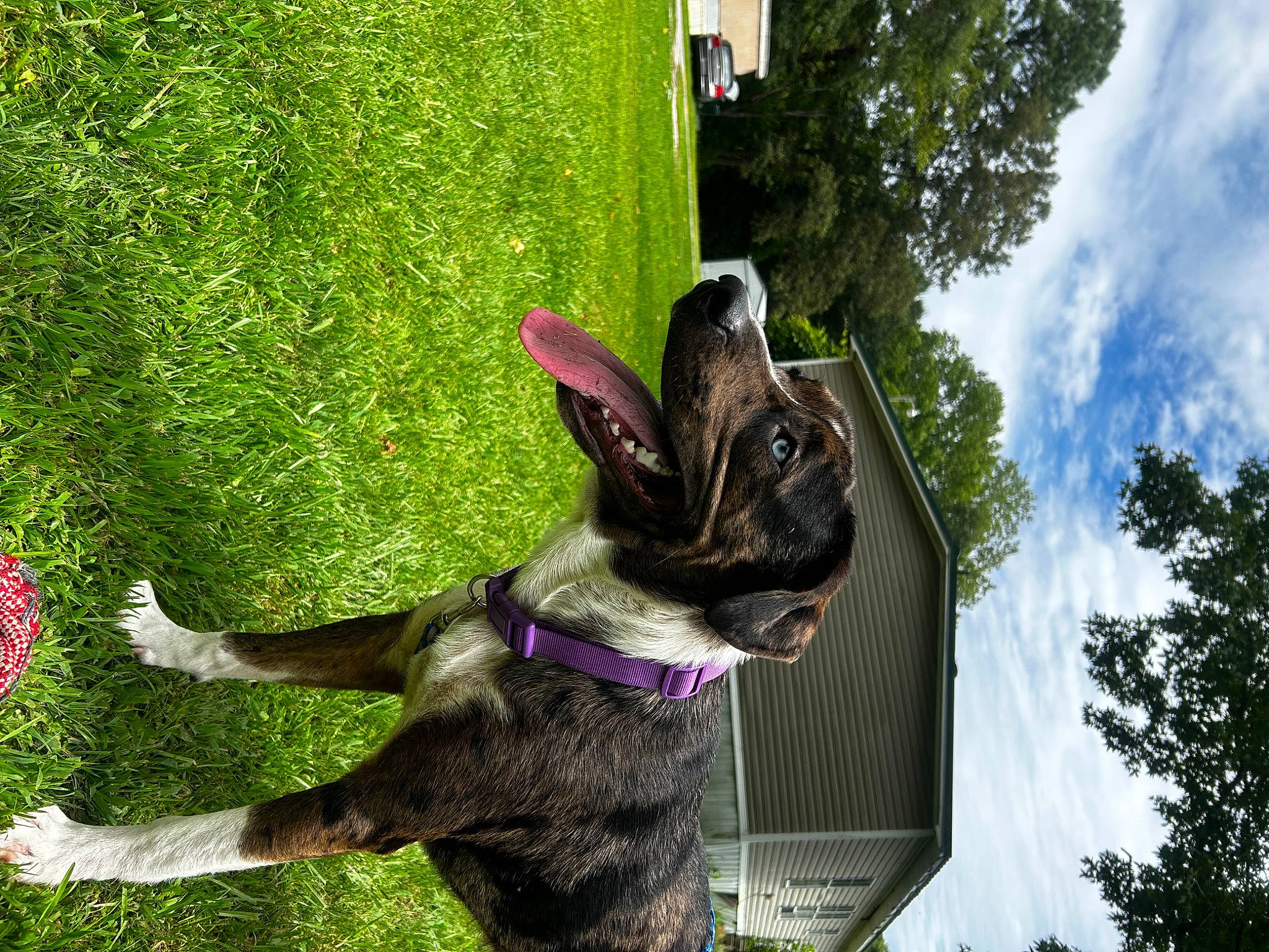 Leo joined the competition — help win amazing prizes! canidae, carnivore, cloud, collar, companion_dog, dog, dog_breed, dog_collar, ear, fawn, grass, leash, plant, sky, snout, sporting_group, tail, tree, whiskers, working_animal