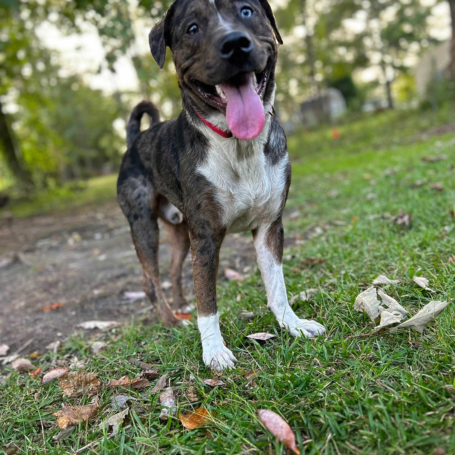 Leo