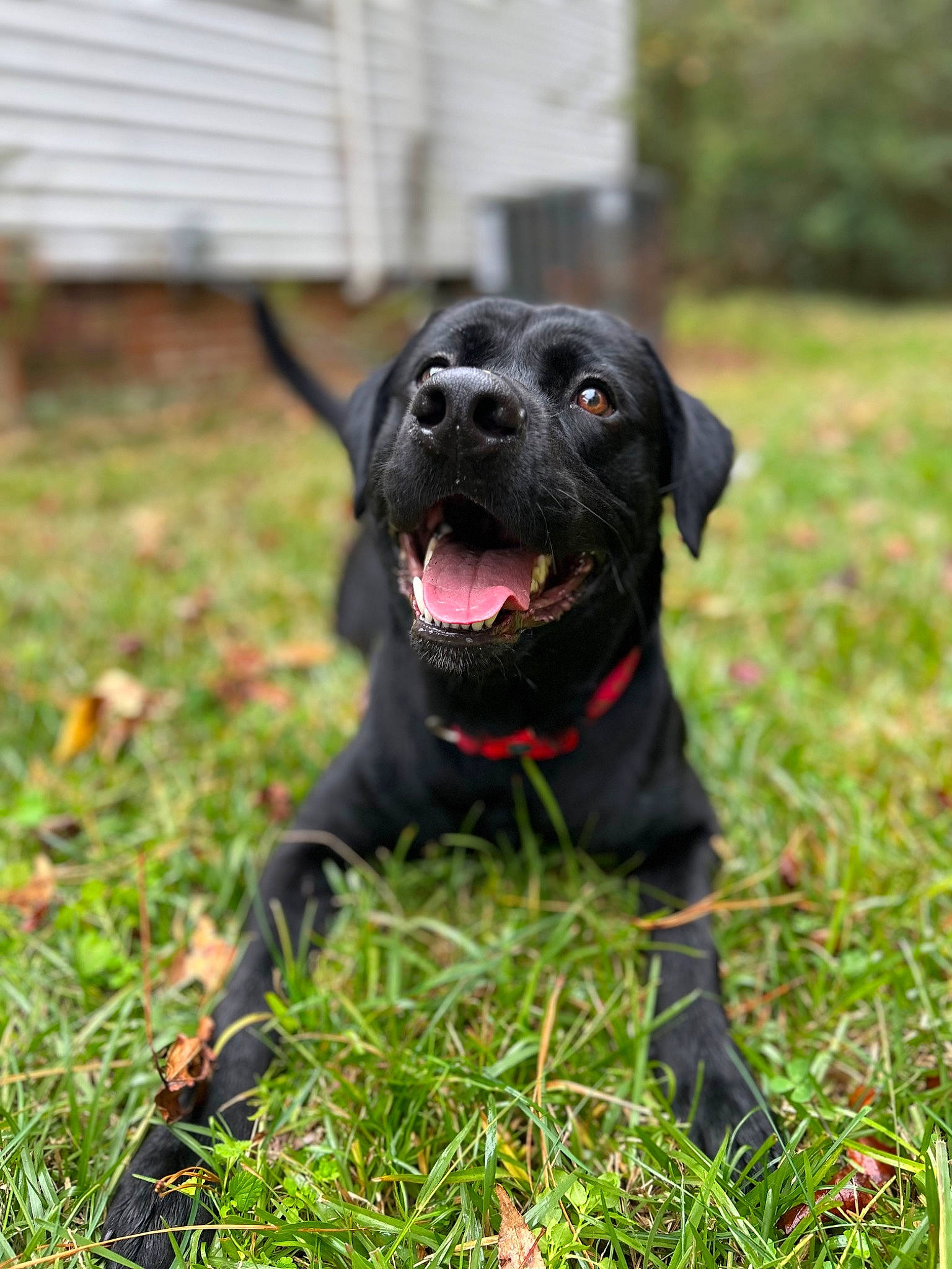 Rockstar joined the competition — help win amazing prizes! borador, carnivore, collar, companion_dog, dog, dog_breed, dog_collar, event, grass, guard_dog, gun_dog, labrador_retriever, lawn, personal_protective_equipment, plant, retriever, sporting_group, tree, whiskers, working_animal