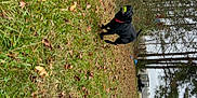 Rockstar joined the competition — help win amazing prizes! autumn, deciduous, glove, grass, grass_family, groundcover, hat, people_in_nature, personal_protective_equipment, plant, recreation, shadow, shrub, soil, tail, tree, trunk
