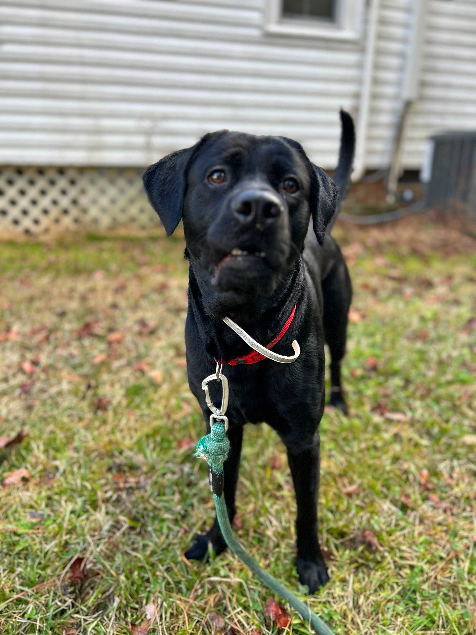 Rockstar joined the competition — help win amazing prizes! borador, carnivore, collar, companion_dog, dog, dog_breed, dog_collar, dog_supply, fawn, grass, gun_dog, leash, liver, personal_protective_equipment, pet_supply, plant, retriever, snout, whiskers, working_animal