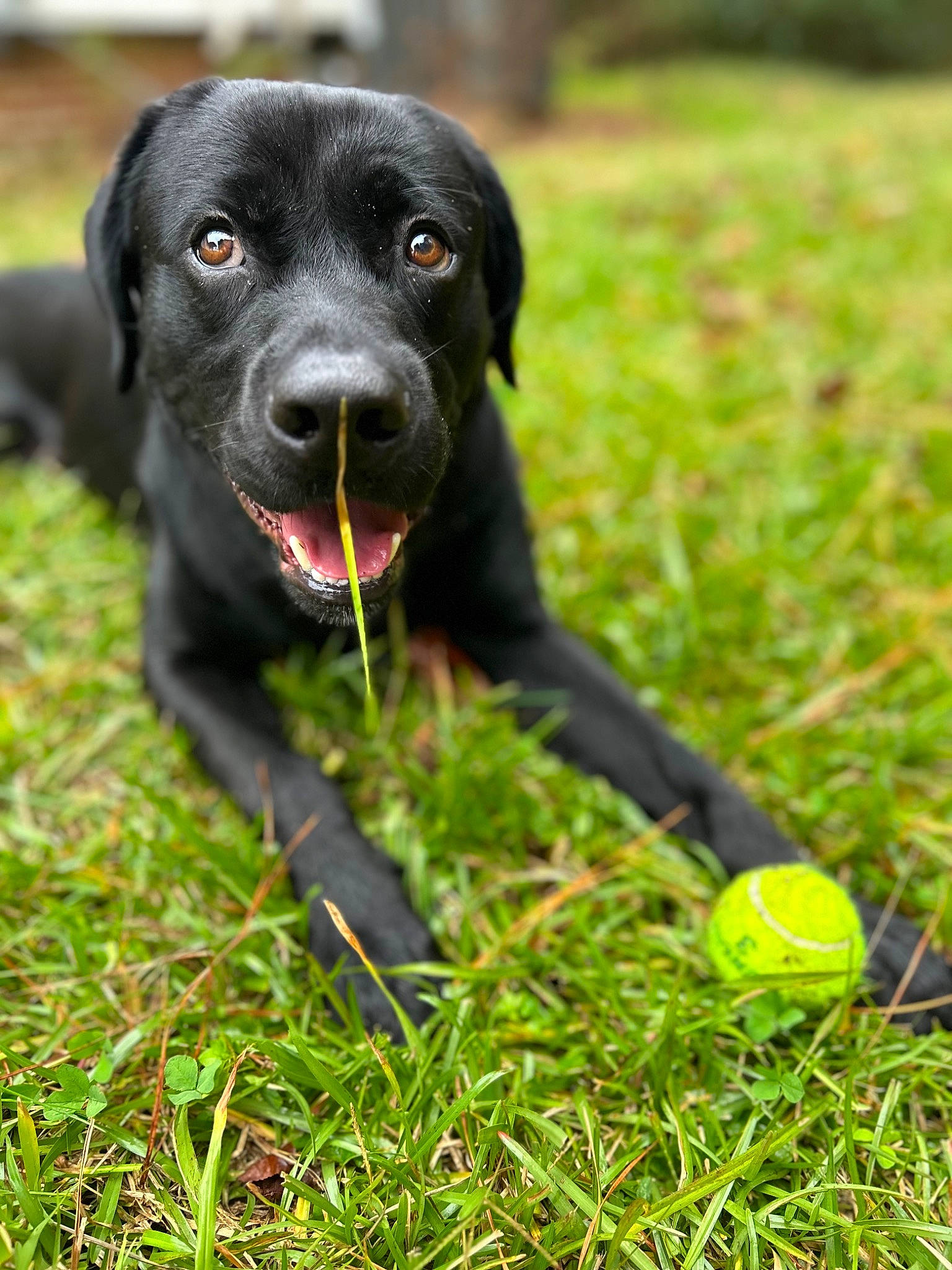 Rockstar is registered to the contest to win money with this photo: ball, carnivore, collar, companion_dog, dog, dog_breed, dog_collar, football, grass, green, gun_dog, people_in_nature, plant, pointing_breed, retriever, sporting_group, sports_equipment, tennis_ball, whiskers, working_animal