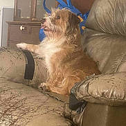 Blake joined the competition — help win amazing prizes! dog, couch, leather, worn, scruffy, indoor, furniture, pet, brown, white, relaxed, tongue_out, side_view, home, cabinet, bag, comfort, seat, living_room, domestic
