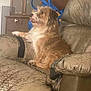 dog, couch, leather, worn, scruffy, indoor, furniture, pet, brown, white, relaxed, tongue_out, side_view, home, cabinet, bag, comfort, seat, living_room, domestic