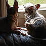 dog, pets, window, sunlight, couch, indoor, shadow, fur, relaxing, companion, animal, domestic, resting, two_dogs, sunny, home, cozy, small_dog, leisure, daylight