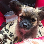 Sparky a rejoint le concours — aidez-le/la à gagner de superbes lots ! dog, puppy, animal, pet, blanket, paw_print, red_bag, fur, ears, close_up, cute, indoor, small_dog, face, nose, eyes, fluffy, portrait, resting, curious