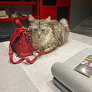 Marley participe au concours pour gagner de l'argent avec cette photo : cat, tabby_cat, red_handbag, table, books, shelf, indoor, furniture, pet, fur, gray_cat, domestic_cat, relaxed, resting, household, accessory, cords, modern, living_space, tablecloth