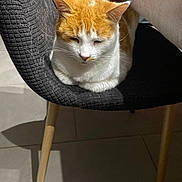 Nesquick a rejoint le concours — aidez-le/la à gagner de superbes lots ! cat, orange_cat, white_cat, chair, furniture, indoor, pet, animal, resting, sleepy, cozy, fur, whiskers, ears, shadow, floor, tile, wooden_legs, quiet, calm