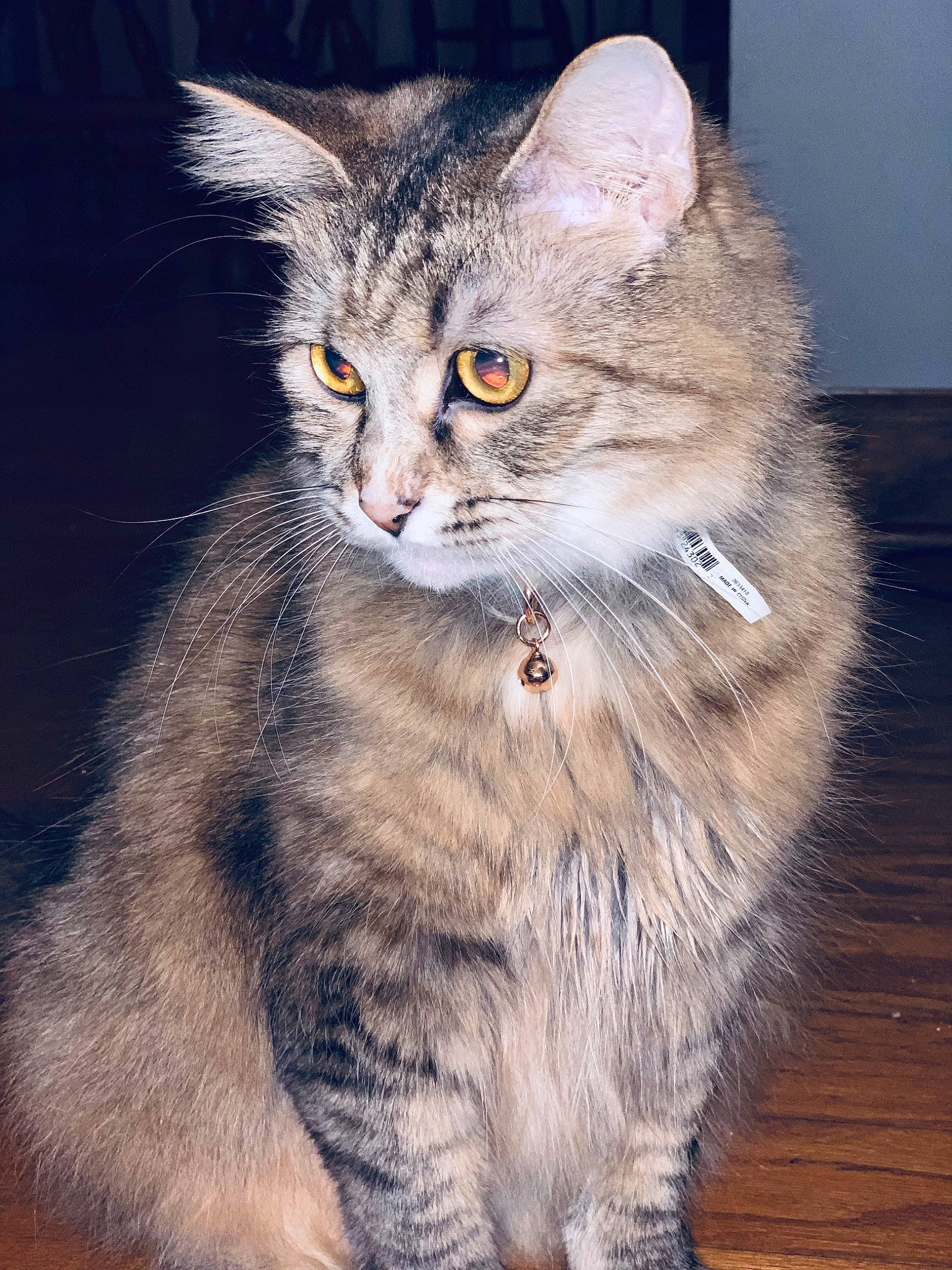 Beckett is registered to the contest to win money with this photo: american_bobtail, american_wirehair, asian, asian_semi_longhair, british_semi_longhair, carnivore, cat, domestic_long_haired_cat, domestic_short_haired_cat, european_shorthair, felidae, kitten, mammal, norwegian_forest_cat, pixie_bob, siberian, small_to_medium_sized_cats, tabby_cat, vertebrate, whiskers