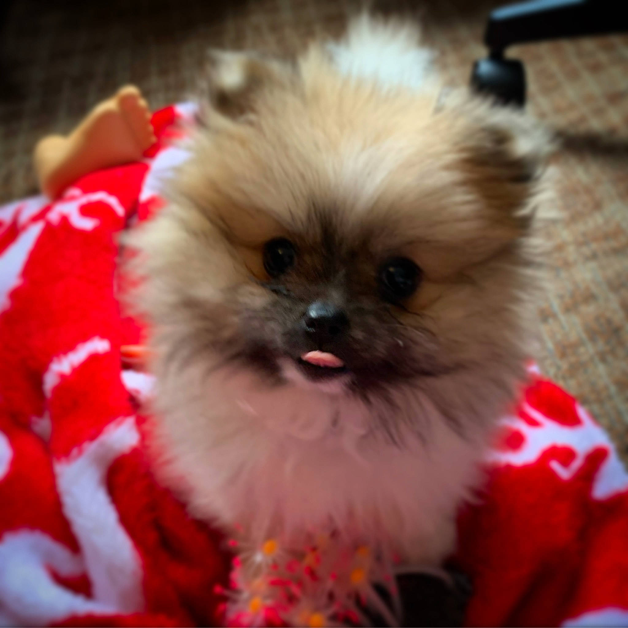 Paisley is registered to the contest to win money with this photo: canidae, carnivore, chinese_imperial_dog, companion_dog, dog, dog_breed, fawn, german_spitz, german_spitz_klein, mammal, non_sporting_group, pomeranian, puppy, rare_breed_dog, shih_tzu, snout, spitz, sporting_group, toy_dog, vertebrate