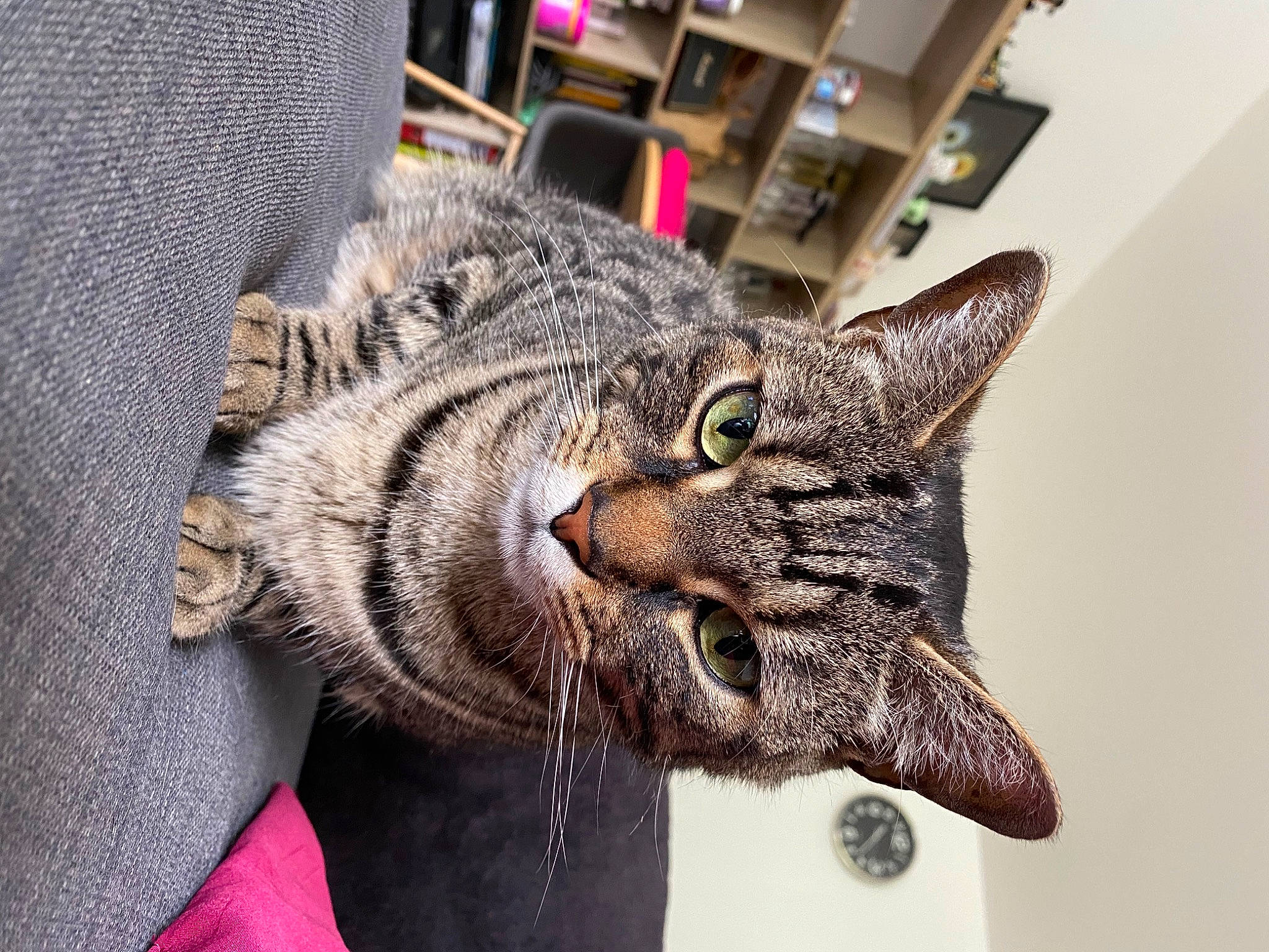 Gilbert participe au concours pour gagner de l'argent avec cette photo : bobcat, carnivore, cat, claw, domestic_short_haired_cat, door, fang, felidae, fur, paw, small_to_medium_sized_cats, snout, terrestrial_animal, whiskers, wildlife, window