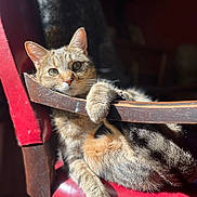 Rosie is registered to the contest to win money with this photo: animal, cat, chair, closeup, cozy, curious_eyes, domestic_cat, feline, fur, home, indoor, paw, pet, red_chair, relaxed, resting, sunlight, tabby_cat, whiskers, wooden_armrest
