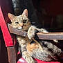 animal, cat, chair, closeup, cozy, curious_eyes, domestic_cat, feline, fur, home, indoor, paw, pet, red_chair, relaxed, resting, sunlight, tabby_cat, whiskers, wooden_armrest
