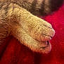 Rosie is registered to the contest to win money with this photo: animal, cat, claws, close_up, cozy, cute, feline, fur, indoor, paw, pet, red_blanket, resting, sleepy, soft, tabby, tail, texture, warm, whiskers