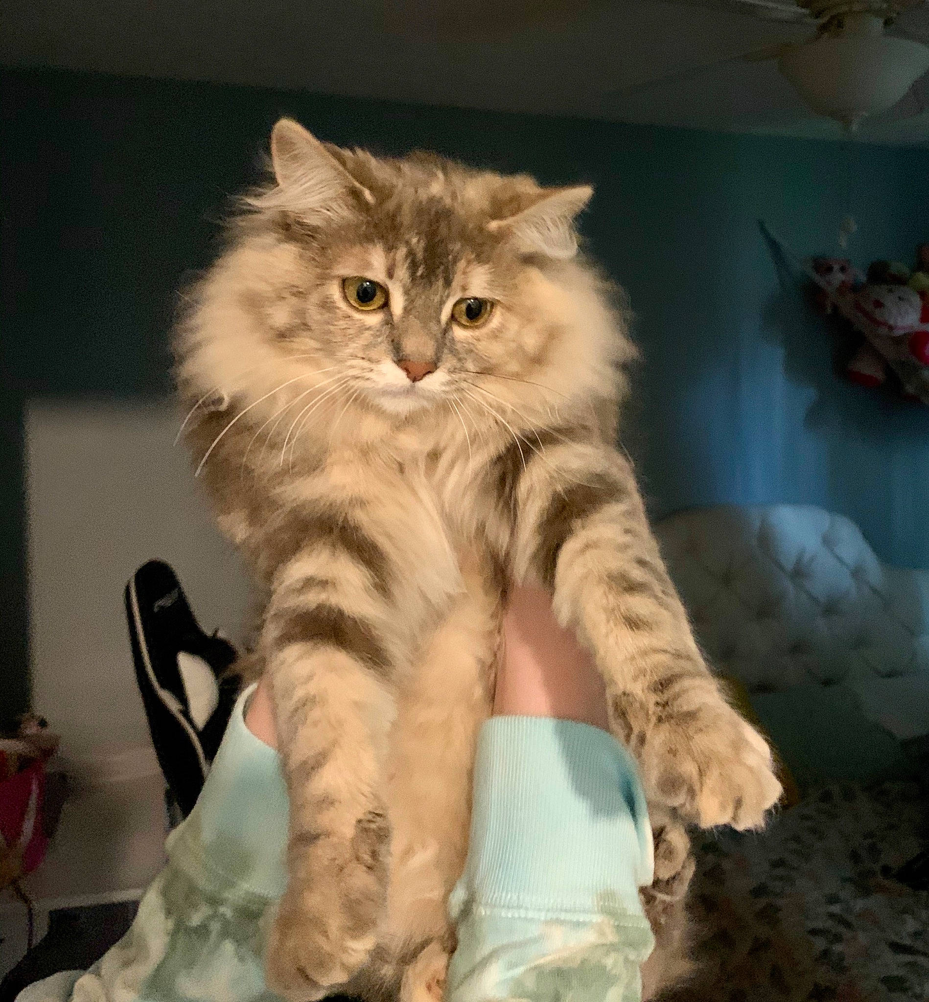 Kitty is registered to the contest to win money with this photo: bag, bed, british_longhair, carnivore, cat, chair, claw, comfort, domestic_short_haired_cat, fawn, felidae, fur, maine_coon, military_camouflage, paw, small_to_medium_sized_cats, snout, tail, terrestrial_animal, whiskers