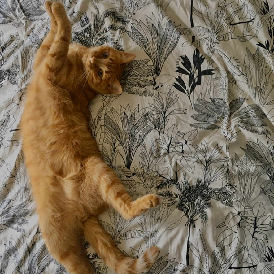 Rio participe au concours pour gagner de l'argent avec cette photo : cat, ginger_cat, bed, leaf_pattern, fabric, relaxed, pet, animal, feline, cute, lying_down, domestic_cat, whiskers, fur, indoor, resting, curious, four_legs, tail, playful