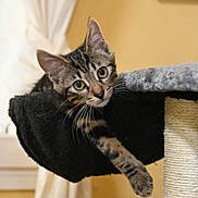 Pétoche a rejoint le concours — aidez-le/la à gagner de superbes lots ! kitten, cat, tabby, pet, indoor, curious, hammock, cat_tree, paw, feline, whiskers, cute, animal, playful, young, cozy, soft, window, curtains, domestic