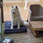 Teeka participe au concours pour gagner de l'argent avec cette photo : animal, calm, chair, companion, cushion, daylight, dog, domestic_animal, fluffy_dog, furniture, household, outdoor, pet, relaxing, resting, screened_porch, table, water_bowl, white_dog, wooden_deck
