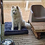 animal, calm, chair, companion, cushion, daylight, dog, domestic_animal, fluffy_dog, furniture, household, outdoor, pet, relaxing, resting, screened_porch, table, water_bowl, white_dog, wooden_deck