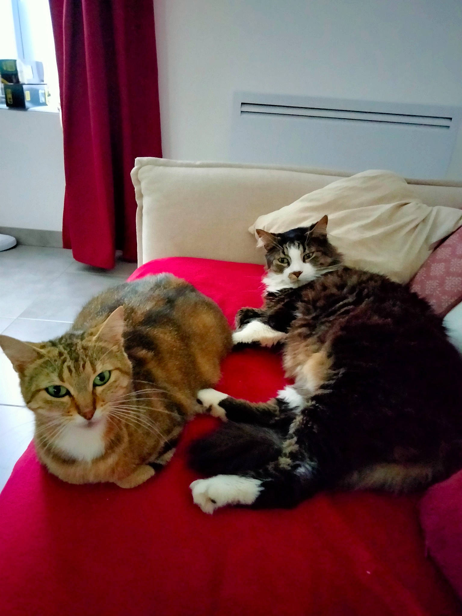 Dj participe au concours pour gagner de l'argent avec cette photo : canidae, carnivore, cat, comfort, companion_dog, couch, curtain, domestic_short_haired_cat, fawn, felidae, fur, linens, living_room, paw, room, sitting, small_to_medium_sized_cats, tail, whiskers, wood