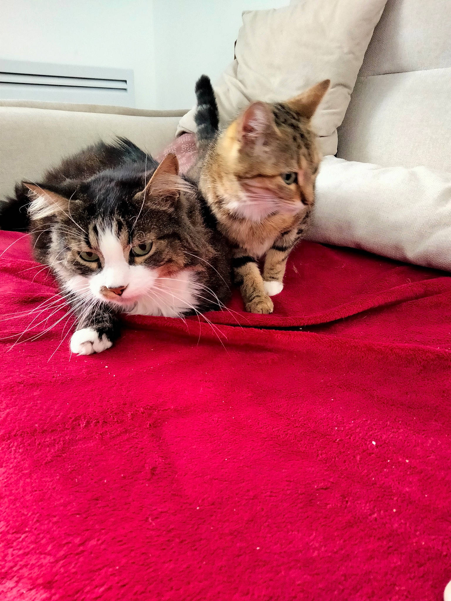 Dj participe au concours pour gagner de l'argent avec cette photo : carnivore, carpet, cat, claw, comfort, domestic_short_haired_cat, felidae, flooring, fur, human_leg, linens, paw, room, small_to_medium_sized_cats, snout, tail, textile, vertebrate, whiskers