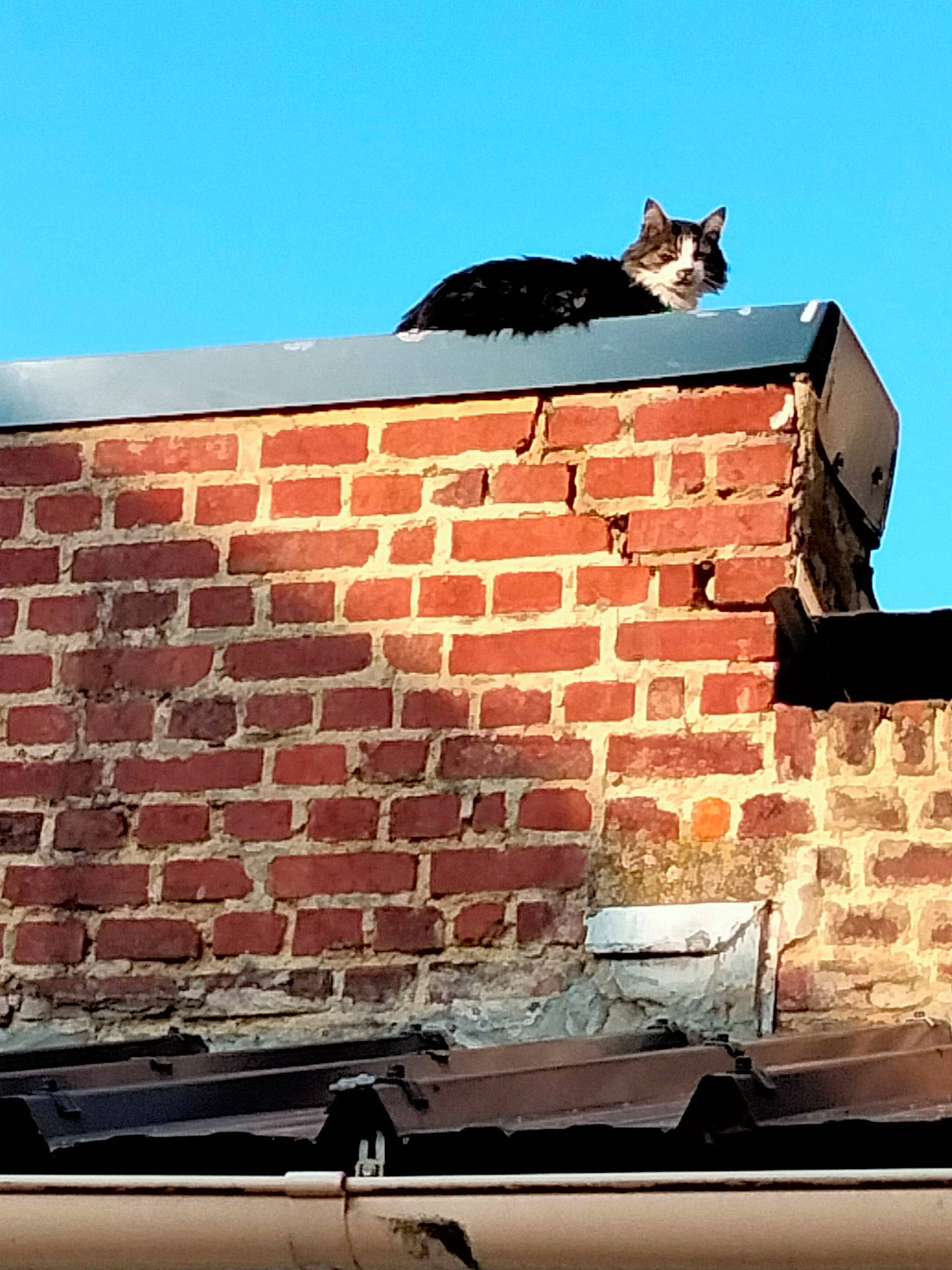 Dj a rejoint le concours — aidez-le/la à gagner de superbes lots ! architecture, black, blue, brick, brickwork, building, carnivore, cat, cloud, hood, house, lighting, line, photograph, plant, rectangle, sky, tree, window, wood