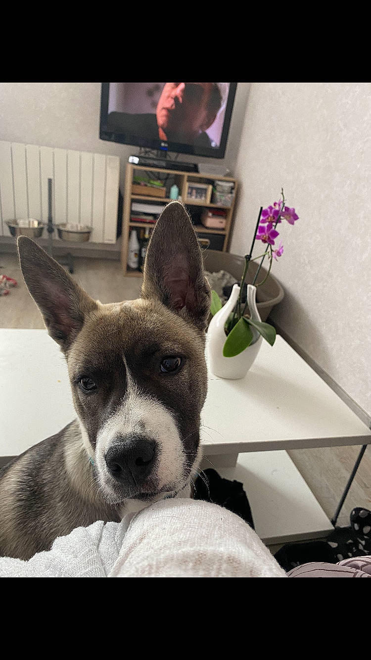 Pirate a rejoint le concours — aidez-le/la à gagner de superbes lots ! canidae, carnivore, dog, dog_breed, ear, eye, jaw, mammal, non_sporting_group, nose, organ, snout, vertebrate, whiskers