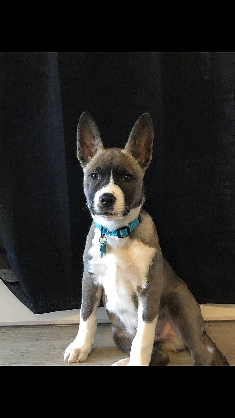 Pirate a rejoint le concours — aidez-le/la à gagner de superbes lots ! canidae, carnivore, companion_dog, dog, dog_breed, ear, fawn, fur, mammal, puppy, rare_breed_dog, snout, sporting_group, vertebrate