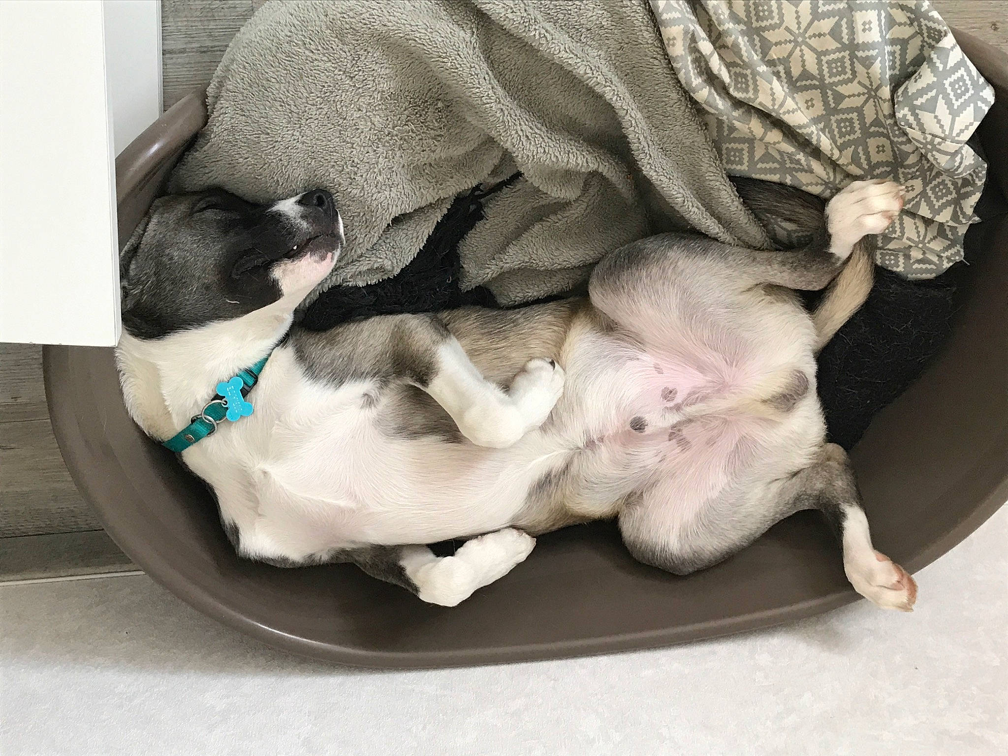 Pirate a rejoint le concours — aidez-le/la à gagner de superbes lots ! boston_terrier, canidae, carnivore, cat, comfort, companion_dog, dog, dog_breed, fawn, french_bulldog, nap, non_sporting_group, paw, pug, puppy, puppy_love, toy_dog