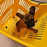Bella participe au concours pour gagner de l'argent avec cette photo : animal, black_muzzle, brown_fur, closeup, dog, floor, french_bulldog, home, human_foot, indoor, large_ears, laundry_basket, pet, photography, playful, portrait, puppy, small_dog, standing, yellow