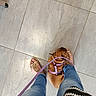 dog, brown_dog, leash, purple_harness, sandals, feet, jeans, tiled_floor, standing, pet, indoor, casual, walking, human, footwear, pavement, animal, companion, resting, flooring