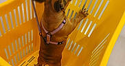 Bella a rejoint le concours — aidez-le/la à gagner de superbes lots ! animal, brown_dog, cute, dog, floor, harness, indoor, leash, pet, puppy, safety_sign, sandal, shopping, shopping_basket, small_dog, standing, store, supermarket, top_down_view, yellow_basket
