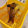 animal, brown_dog, cute, dog, floor, harness, indoor, leash, pet, puppy, safety_sign, sandal, shopping, shopping_basket, small_dog, standing, store, supermarket, top_down_view, yellow_basket