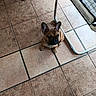 animal_face, black_muzzle, brown_coat, chair, companion_animal, cute, dog, floor, french_bulldog, furniture, home, indoor, kitchen, looking_up, pet, portrait, puppy, sitting, tiled_floor, upright_ears