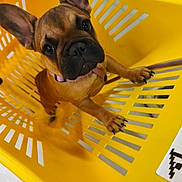 Bella participe au concours pour gagner de l'argent avec cette photo : animal, black_muzzle, brown_fur, claws, close_up, cute, dog, french_bulldog, funny, indoors, large_ears, laundry_basket, leash, looking_at_camera, paws, pet, pink_collar, portrait, puppy, yellow_basket