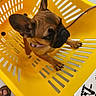 Bella a rejoint le concours — aidez-le/la à gagner de superbes lots ! animal, basket, black_muzzle, brown_fur, close_up, collar, dog, french_bulldog, funny, indoor, large_ears, lying_down, paws, pet, portrait, puppy, shopping, shopping_basket, sitting, yellow