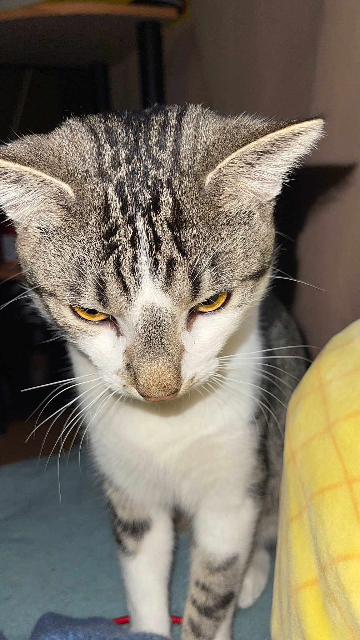 Milo