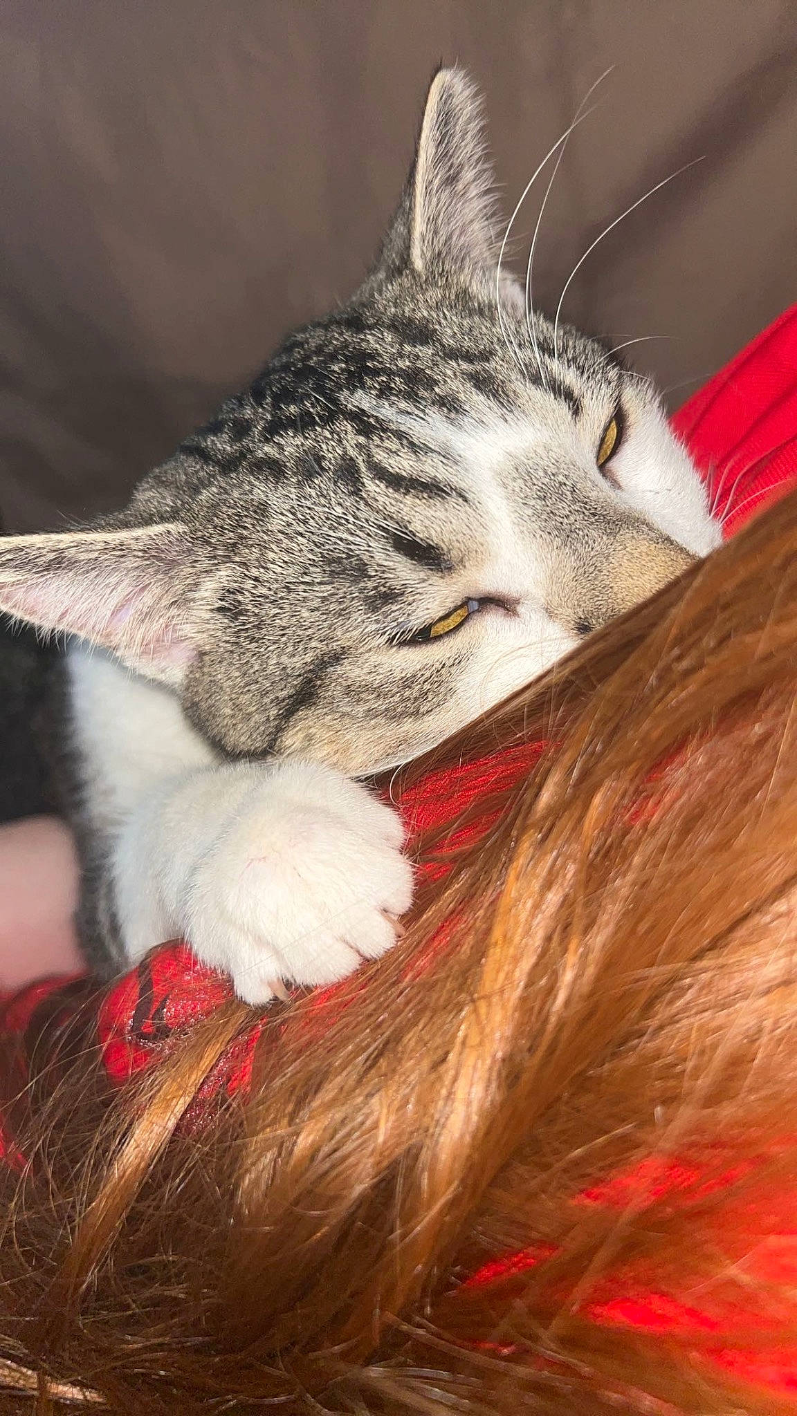 Milo is registered to the contest to win money with this photo: carnivore, cat, claw, domestic_short_haired_cat, ear, event, eye, felidae, fur, gesture, human_leg, leg, paw, plant, small_to_medium_sized_cats, snout, tail, terrestrial_animal, tree, whiskers