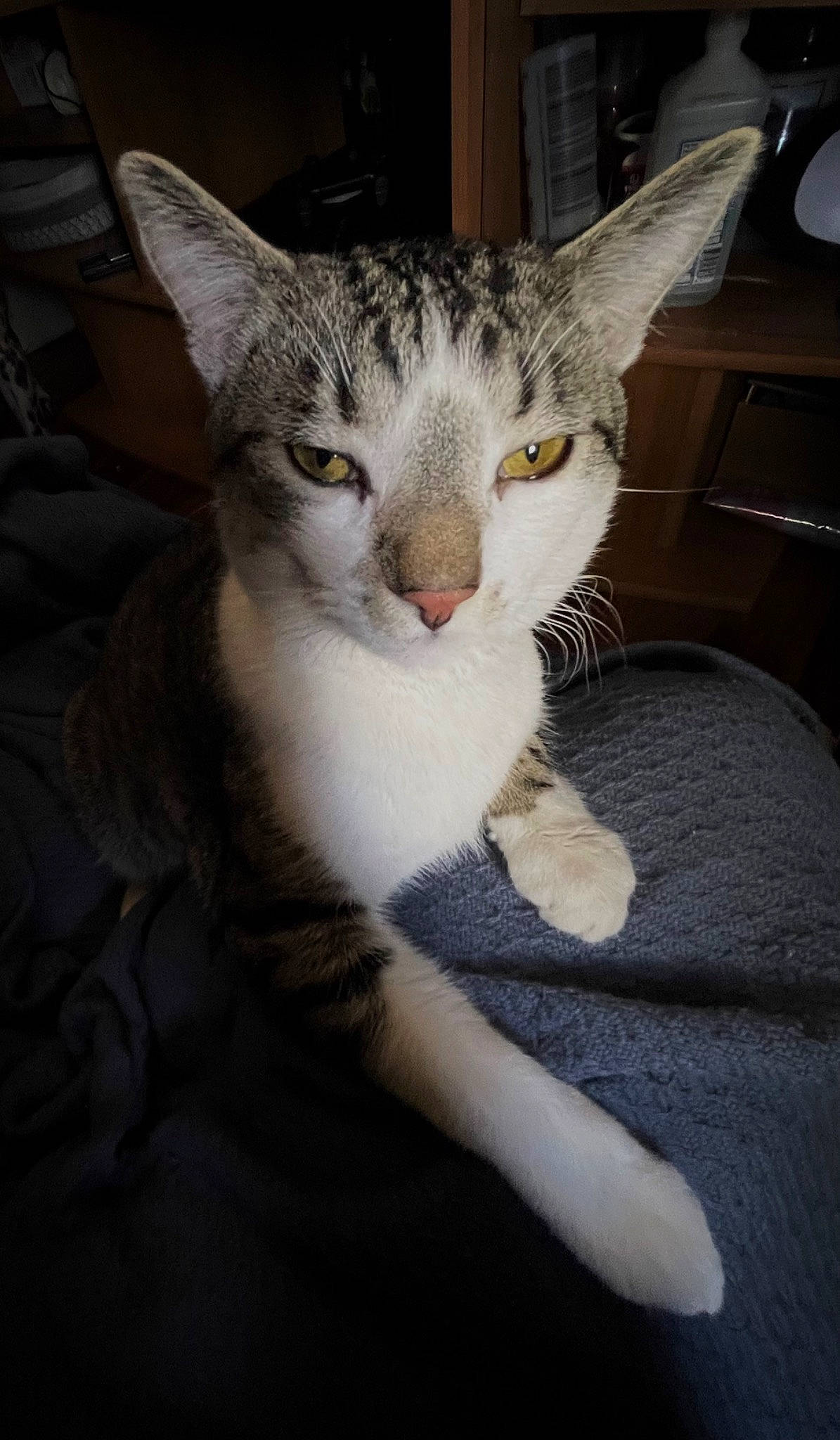 Milo joined the competition — help win amazing prizes! carnivore, cat, comfort, domestic_short_haired_cat, ear, felidae, fur, paw, small_to_medium_sized_cats, snout, tail, whiskers, window