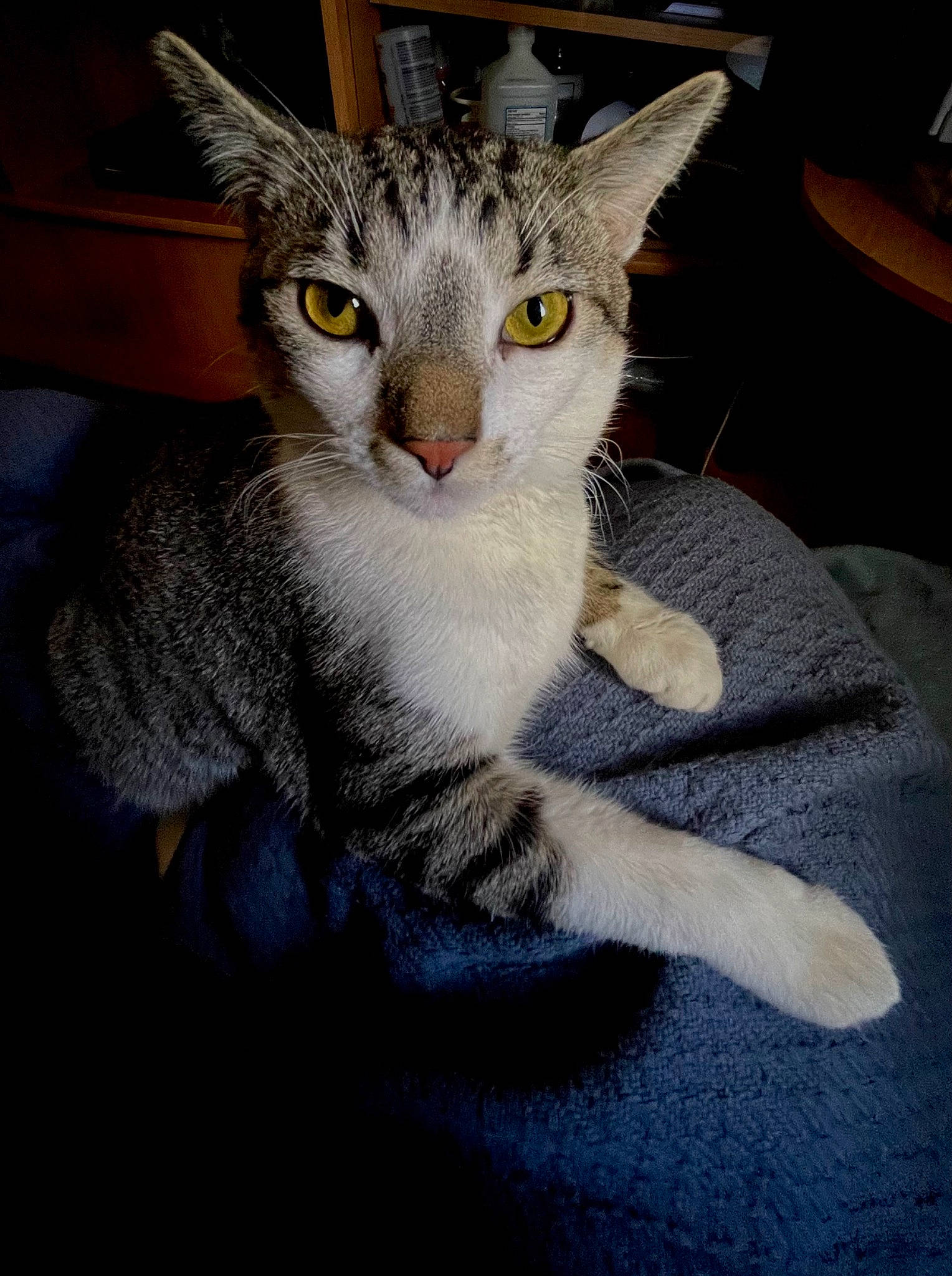 Milo joined the competition — help win amazing prizes! carnivore, cat, claw, comfort, domestic_short_haired_cat, ear, felidae, fur, paw, small_to_medium_sized_cats, snout, tail, whiskers