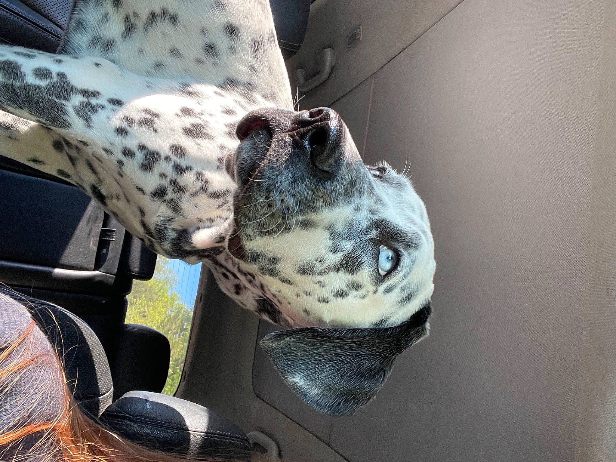 Blue is registered to the contest to win money with this photo: auto_part, camouflage, canidae, carnivore, collar, companion_dog, dalmatian, dog, dog_breed, dog_collar, fawn, guard_dog, mammal, military, military_camouflage, snout, sporting_group, whiskers, windshield, working_animal